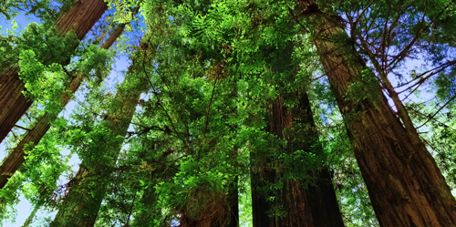 Photograph of redwoods