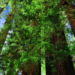 Photograph of redwoods