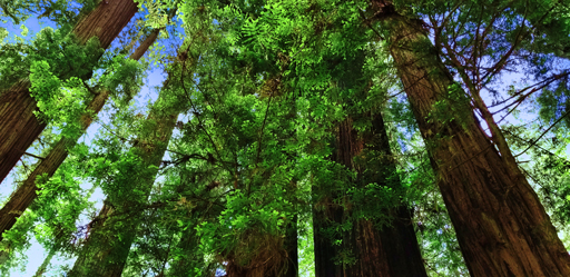 Photograph of redwoods
